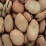 Broad Beans