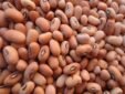 Pink Cowpeas