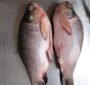 Rohu Fish