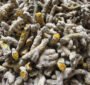 Turmeric SHAN YELLOW INSIDE