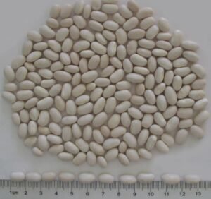 white beans are high in protein