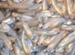 Buy Beans Pulses spices, indian spices , pakistani spices fish