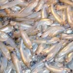 Buy Beans Pulses spices, indian spices , pakistani spices fish