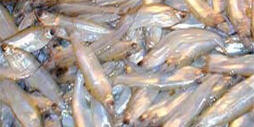 Buy Beans Pulses spices, indian spices , pakistani spices fish