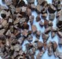 betel nut (dana)