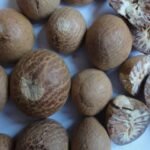 betel nut whole