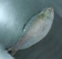 Hilsa Fish
