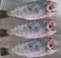 Tilapia Clean